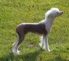 Bodi Vong of the Kanis Chinese Crested