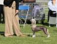 CH Konishiki Inclined To Smile Jw Shcm Chinese Crested