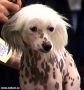 Jahudka Pink Od Chlpiku Chinese Crested