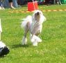 Smrkullas Precious Pony Chinese Crested