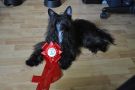 Twilight Dreamstar's Winning Prince Chinese Crested