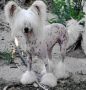 Diva Da Casa Algarvia Chinese Crested