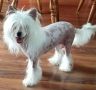 Naturale Sunlit Dazzle N Puff At Kia Chinese Crested