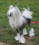 Hayka Little Champs Chinese Crested