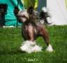 EXxiino's Don't Ditch The Witch Chinese Crested