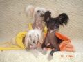 Laguna Dolleas Of The Kanis Chinese Crested