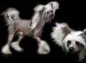 Dragon Moon Fire Storm Chinese Crested