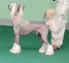 Rus Lorens Ronny Robber Chinese Crested
