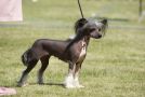 Myrtans Pinky Ponk Chinese Crested