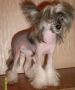 Mechta Chinese Crested