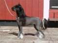 Fullibus Peppar-Mynta Chinese Crested