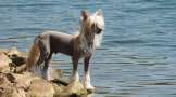 Golden Diamond Cresteds Benoni Chinese Crested