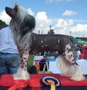 Anna Sky Kennel Fusion Hot Man of Zanjero.  JW ShCM