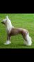 Doucai's Tasteful Tart at Myglee Chinese Crested