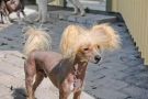 White Hevvens Diesel Chinese Crested