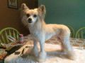 Chi Mountain's Lost at Lynyx Chinese Crested