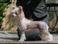 Famrus Marseillaise Chinese Crested