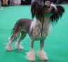 Bryelis Next Top Model Chinese Crested
