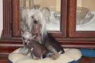 Mstical Dancing With Hummingbird Chinese Crested