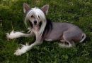 Avalons Barlow Girl Chinese Crested