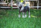 Mstical Ooche Wa Wa Chinese Crested