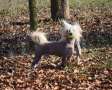 Solino's Hans im Glck Chinese Crested