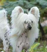 HitLine Ltd Unique White Fire