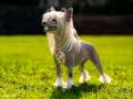 Tournais Oh My G A W D Chinese Crested