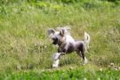 Soccerbabe Silvie Di Casa Romano Chinese Crested