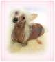 Fancy Tales Golden Halo Chinese Crested