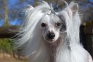 Sweet Rae Chinese Crested