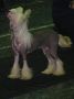 Doucai's Naughty Nite Chinese Crested