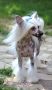 Cappy Dot Pretty Sweet Chinese Crested