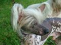 Sir Shylo of Thundering Paws Chinese Crested