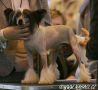 Panspayon Fiddlesticks for Ankors Chinese Crested