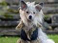 Proud Pony Royal Dream Chinese Crested