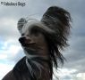 Chiango's Chadly Chinese Crested