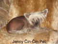 Jenny Cin-Cin Pet  Chinese Crested