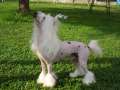 moon harbour hakan Chinese Crested