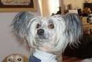 Krishna's Willow Chinese Crested