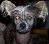The Wizard Prince Harry Potter Chinese Crested