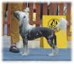 Filotes Ablemar Chinese Crested