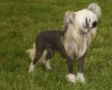 Habiba Famously Shameless Chinese Crested