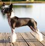 Zhen's Live Like A Lotus Chinese Crested
