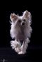 GYMMA White Fusion Chinese Crested