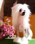 Apriori Vip Keyla De Sothis Chinese Crested