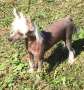 Cosmic's Pistol Annie Chinese Crested