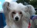 Oriental Jokes Clarence Chinese Crested