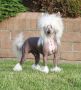 Can.GCH.Crest-Vue's Move'N On Up With Swifthaven Chinese Crested