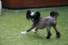 moon harbour glory glory Chinese Crested